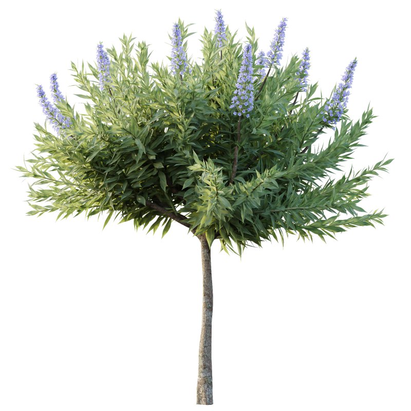 Echium candicans Pride of Madeira Bush 08 - Image 5