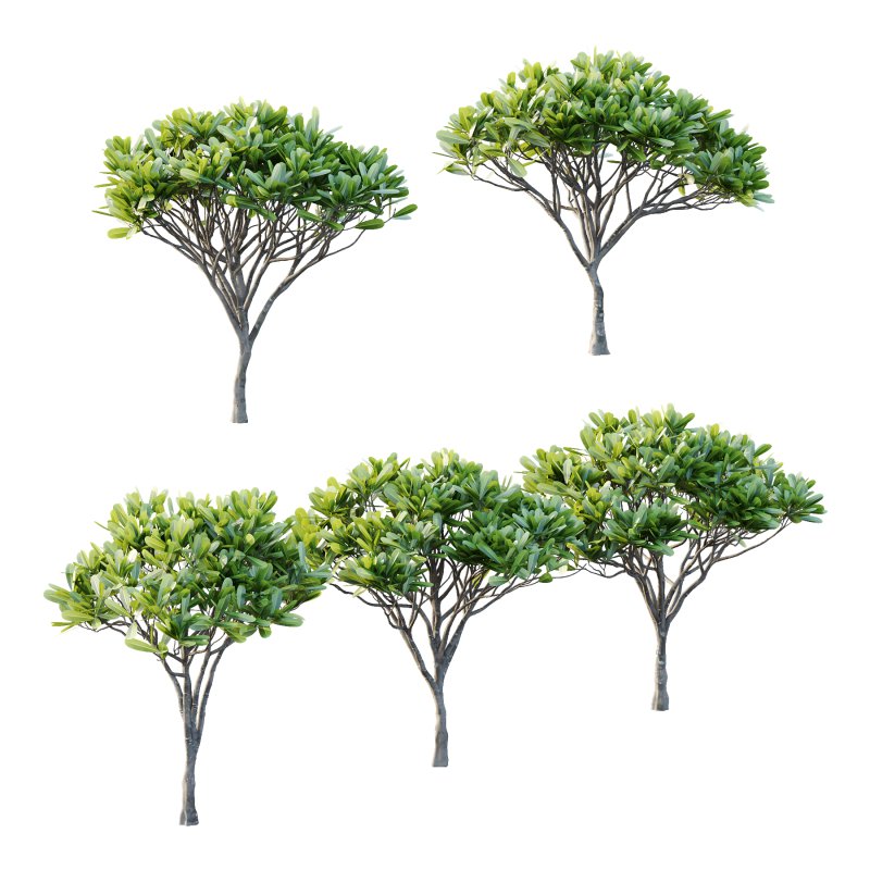 Plumeria Obtusa plant 03 - Image 1