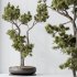 AV Indoor Plants Set 316 Retusa Microcarpa Bonsai Ginseng and Pinus Pentaphylla Bonsai - Thumbnail 3