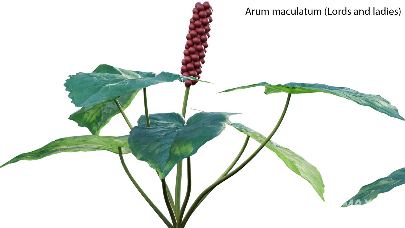 Collection 14 – English Garden - Image 12