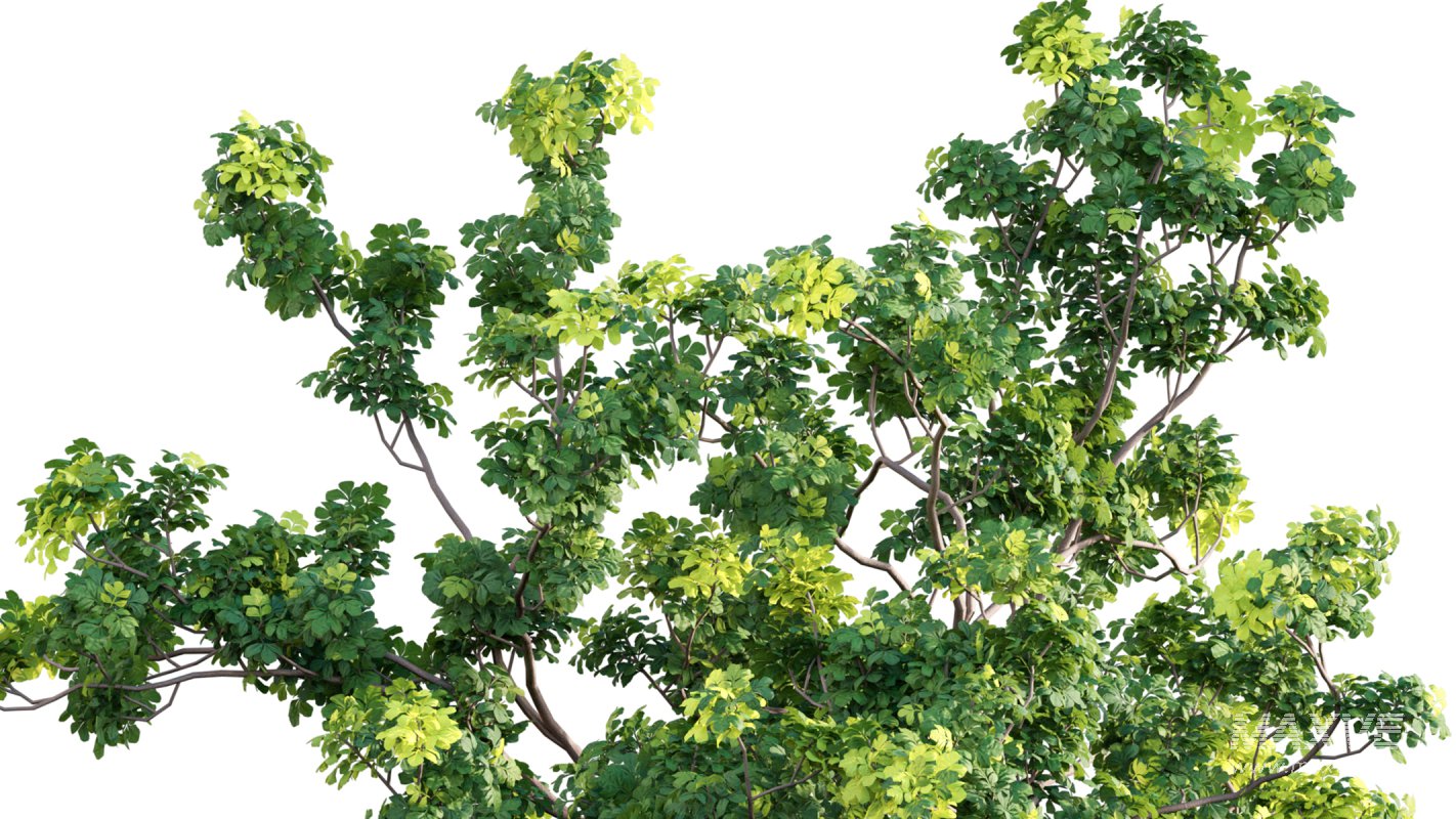 Collection 17 – Chinese garden - Image 9