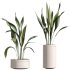 AV Indoor Plants Set 311 Olivo Olea Tree and Aspidistra Elatior Cast iron and Warneckii Lemon Lime - Thumbnail 1