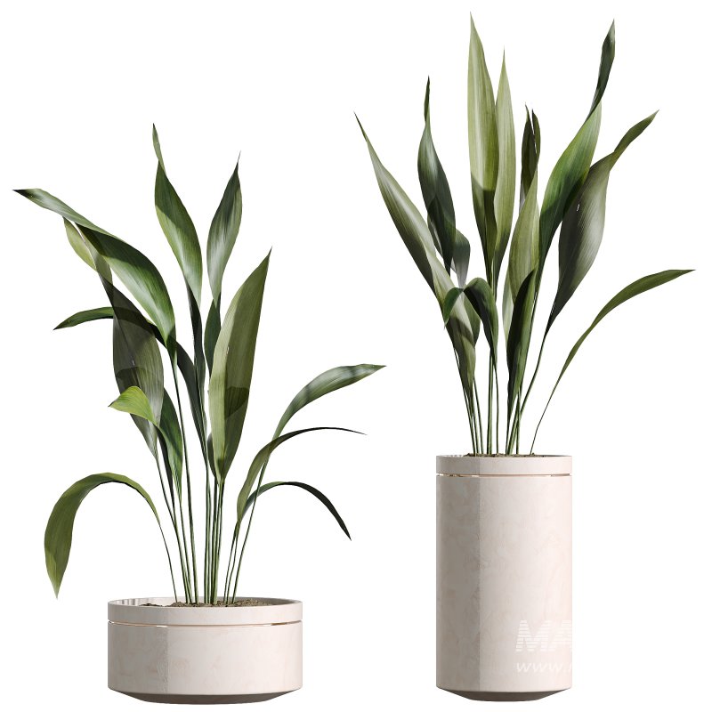 AV Indoor Plants Set 311 Olivo Olea Tree and Aspidistra Elatior Cast iron and Warneckii Lemon Lime - Image 1