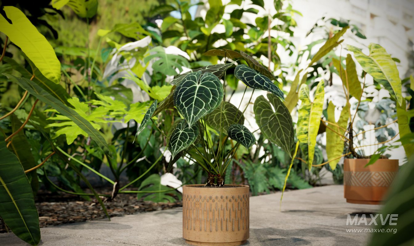 Collection 15 – Interior Plants - Image 3