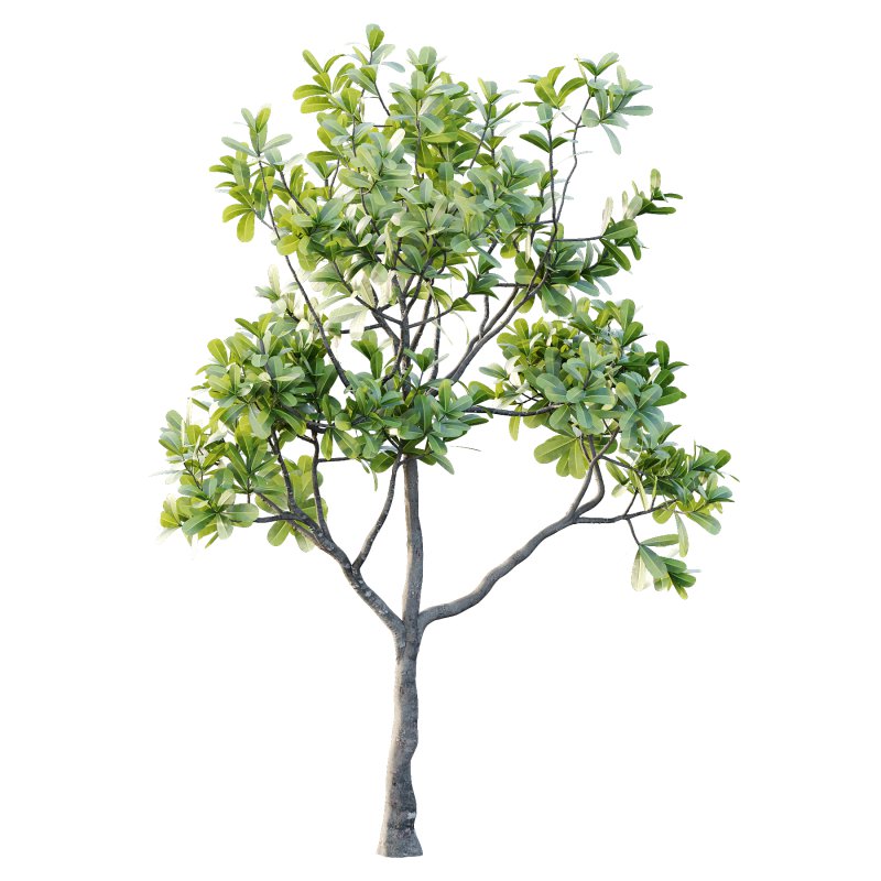 Plumeria Obtusa plant 01 - Image 5