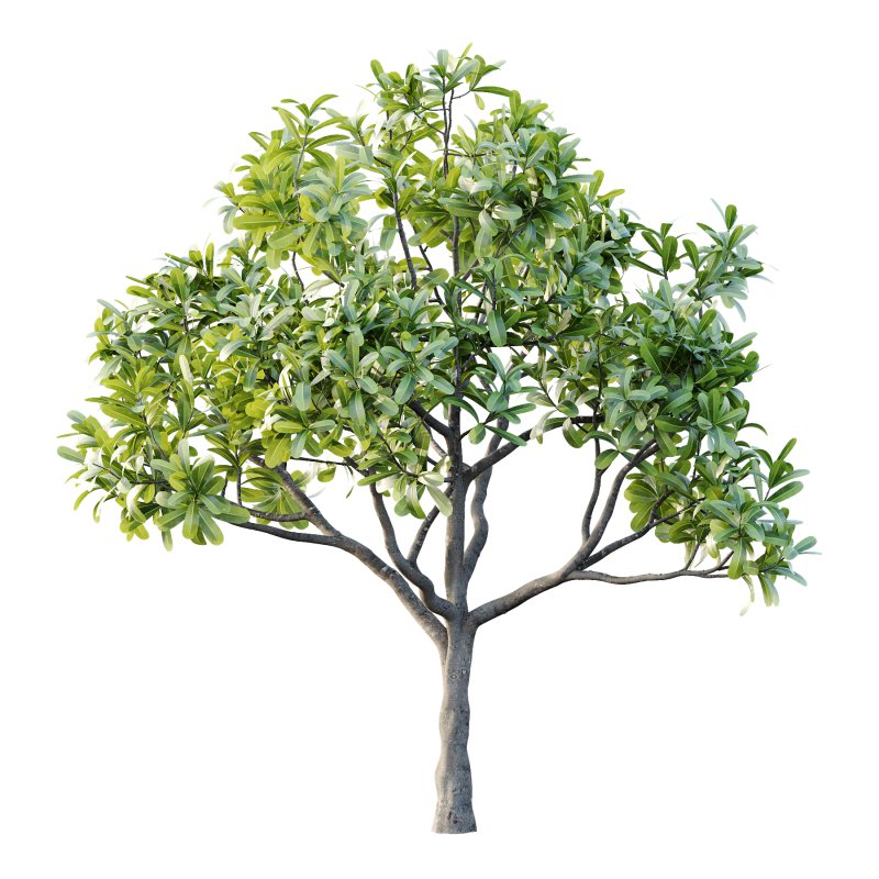 Plumeria Obtusa plant 02 - Image 2