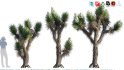 Collection 12 – Desert Garden - Thumbnail 36