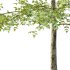 Sycamore Platanus Tree 04 - Thumbnail 6