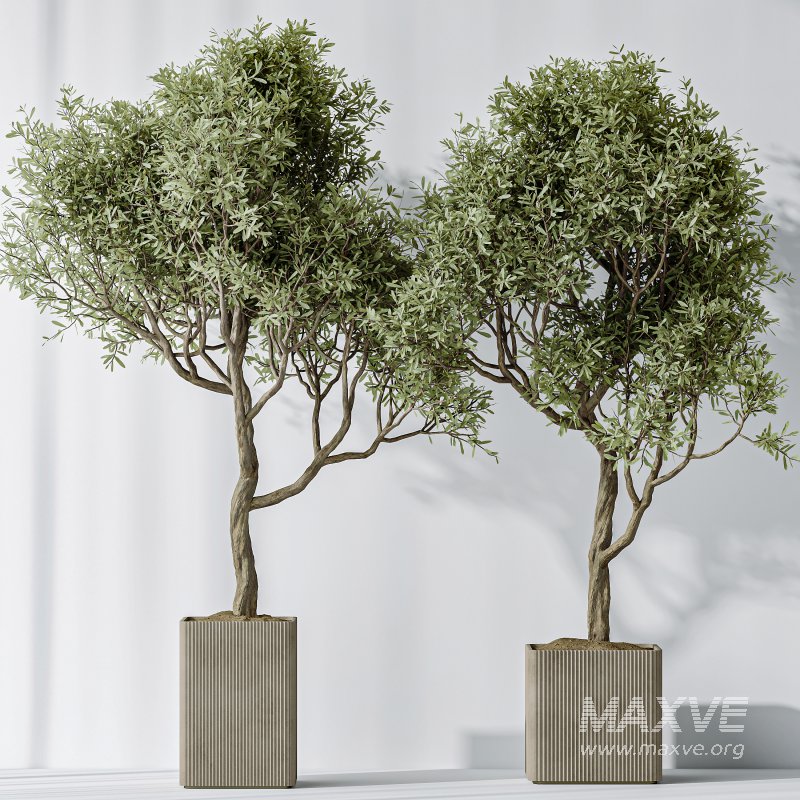 AV Indoor Plants Set 310 Olive and Banana Nicolai and Palm Kentia and Ficus Fig - Image 4