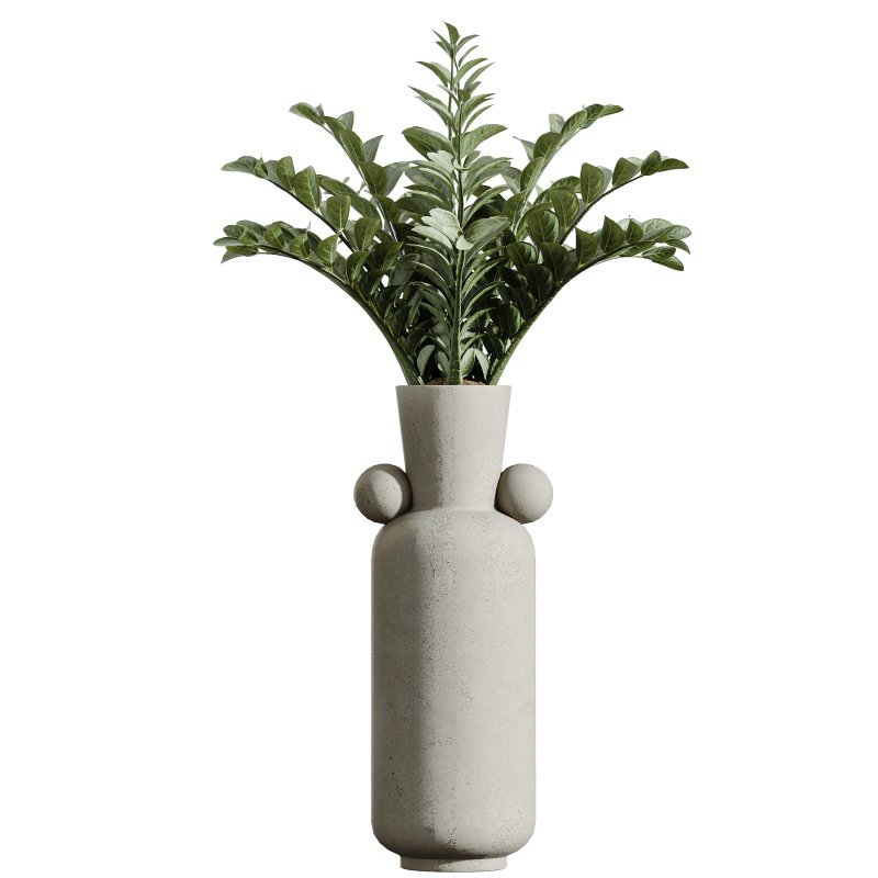 AV Indoor Plants Set 339 Ficus microcarpa and Ficus Cyathistipula and Zamiifolia - Image 9