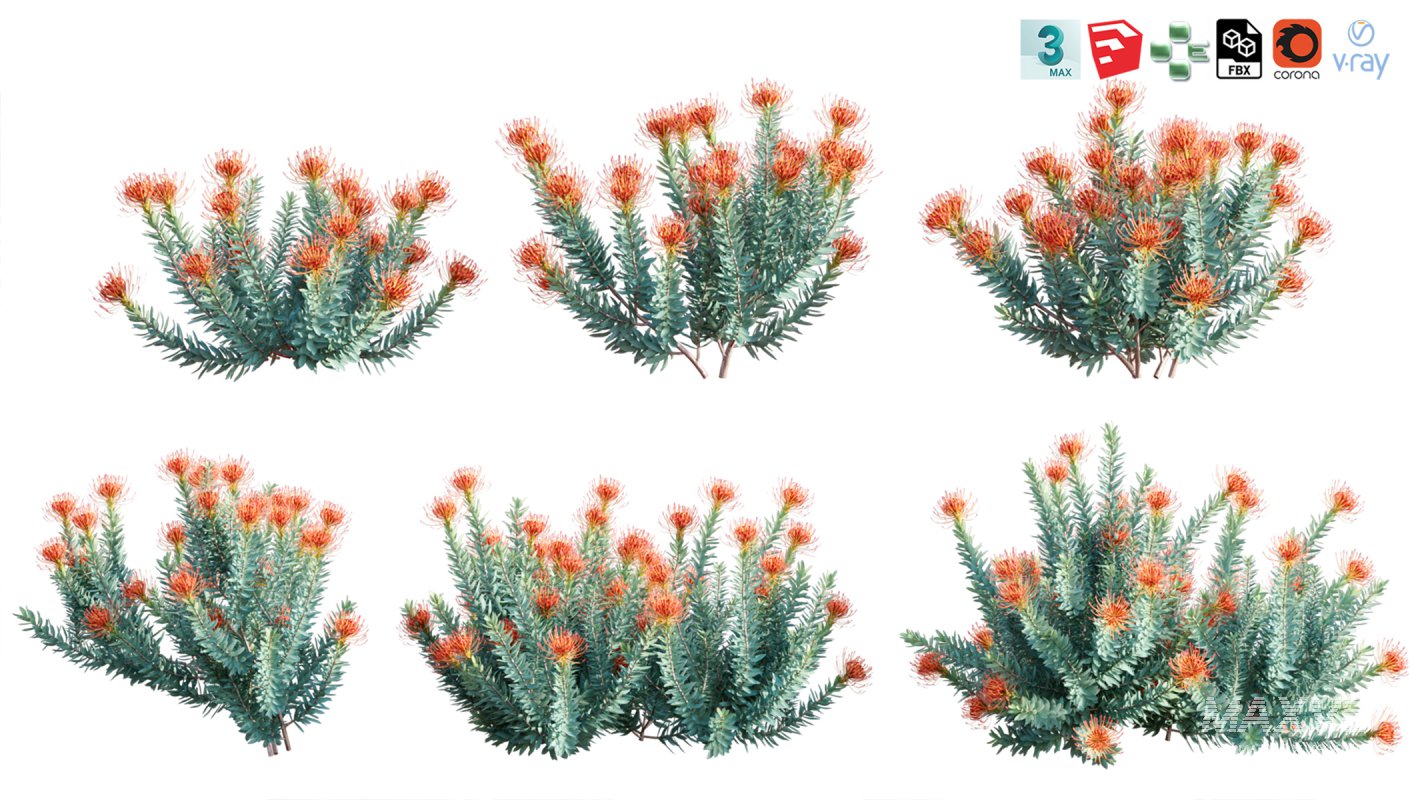 Collection 12 – Desert Garden - Image 28