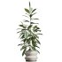 AV Indoor Plants Set 339 Ficus microcarpa and Ficus Cyathistipula and Zamiifolia - Thumbnail 5