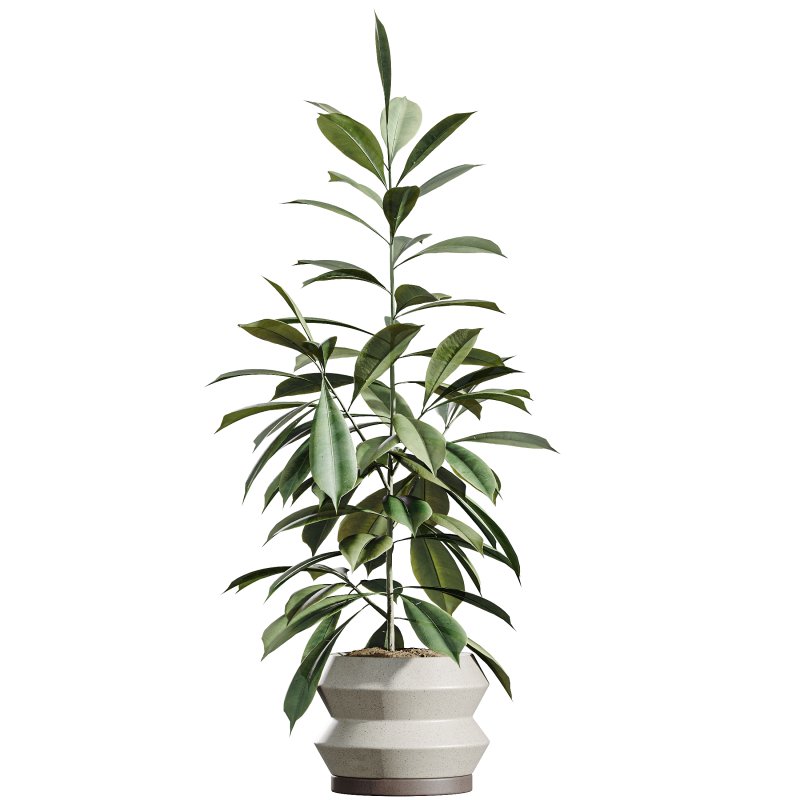 AV Indoor Plants Set 339 Ficus microcarpa and Ficus Cyathistipula and Zamiifolia - Image 5