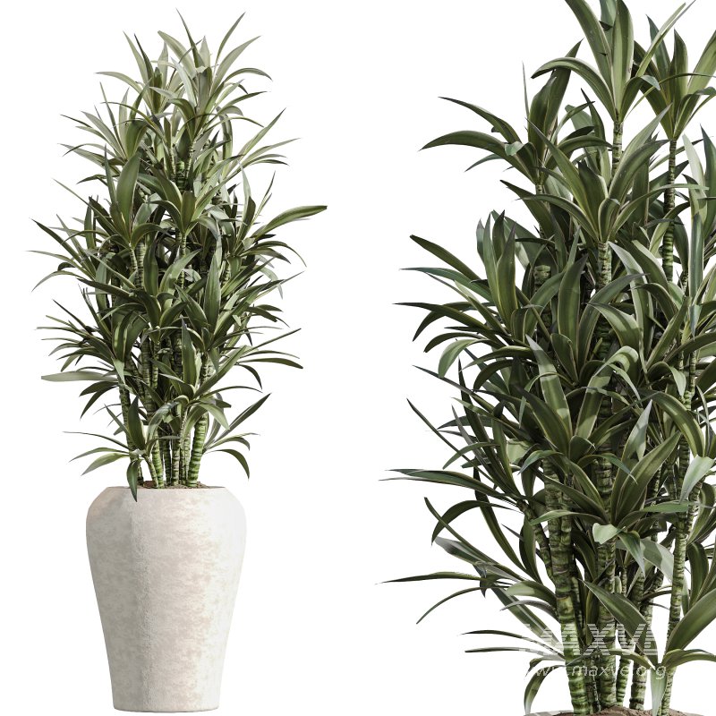 AV Indoor Plants Set 352 Ficus Elastica Beliza and Lemon Lime Cane and Mission Olive - Image 5