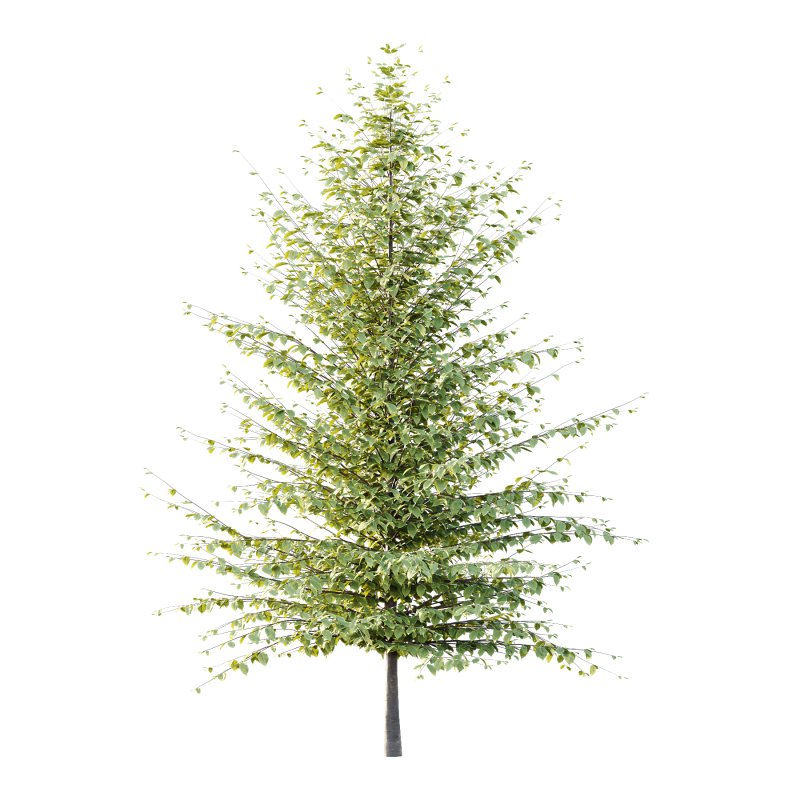 Different Trees 56 - Image 5