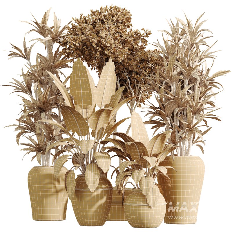 AV Indoor Plants Set 352 Ficus Elastica Beliza and Lemon Lime Cane and Mission Olive - Image 7