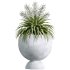 AV Indoor Plants Set 338 Yucca Elephantipes Rupicola and Euphorbia Drupifera Sunshine Agaveville - Thumbnail 2