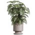 AV Indoor Plants Set 355 Dracaena Lime Cane Dragon and Elegant Monstera and Mission Kalamata - Thumbnail 5