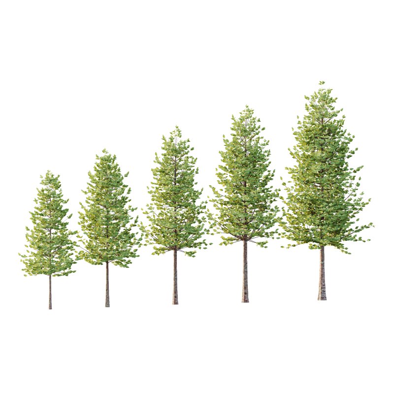 Tilia platyphyllos Tree 07 - Image 1