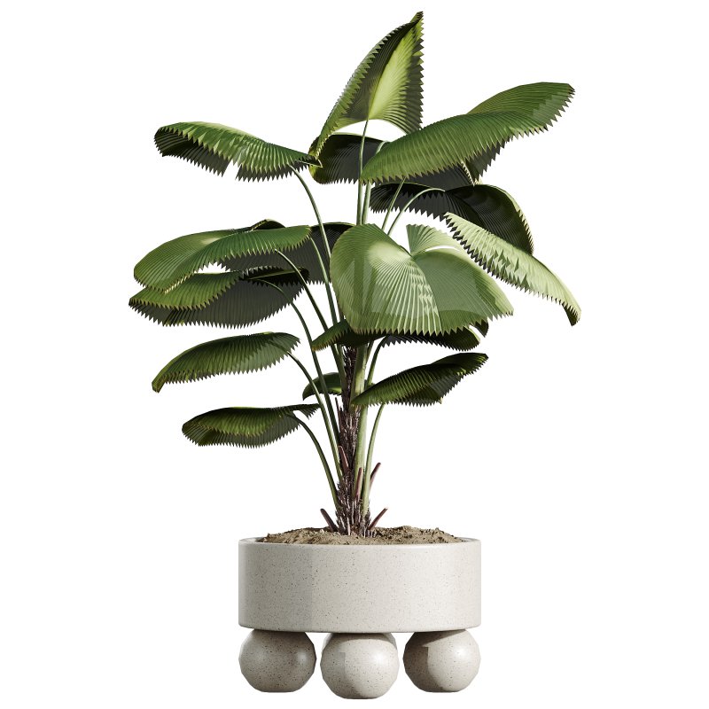 AV Indoor Plants Set 313 Licuala Palm and Olive Tree and Ficus Dracaena Marginata - Image 3