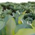 Calathea lutea – Cigar calathea - Thumbnail 2