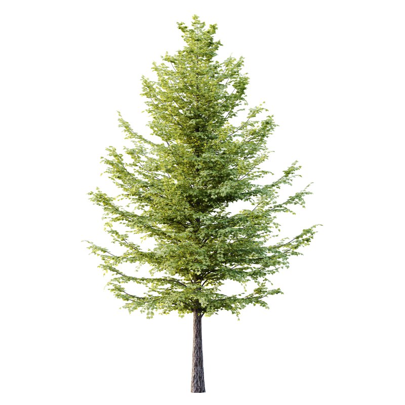 Tilia platyphyllos Tree 10 - Image 2