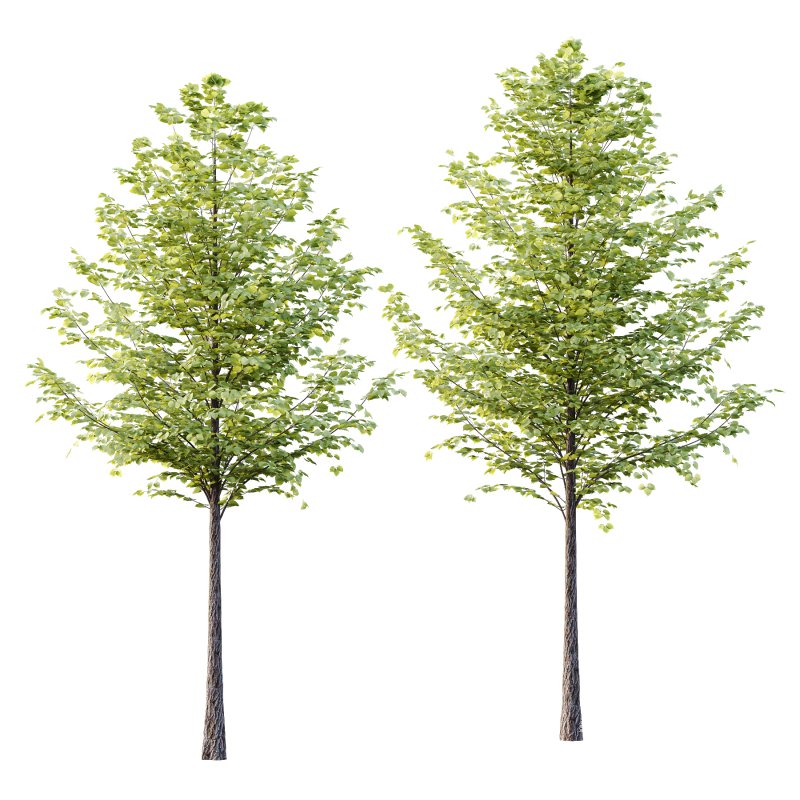 Tilia platyphyllos Tree 16 - Image 2