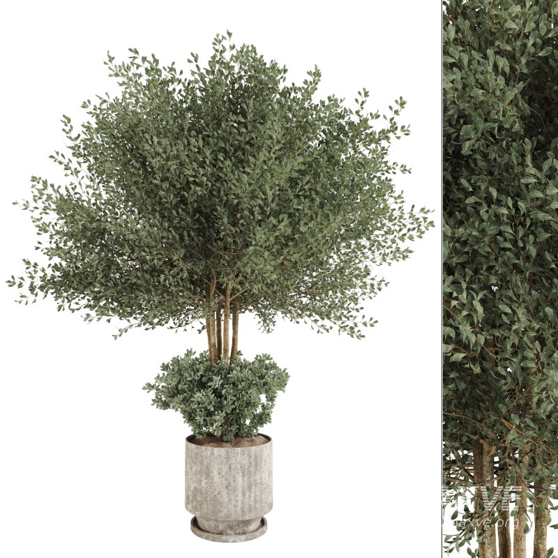 Indoor Plant in Pottery Pot - Image 1