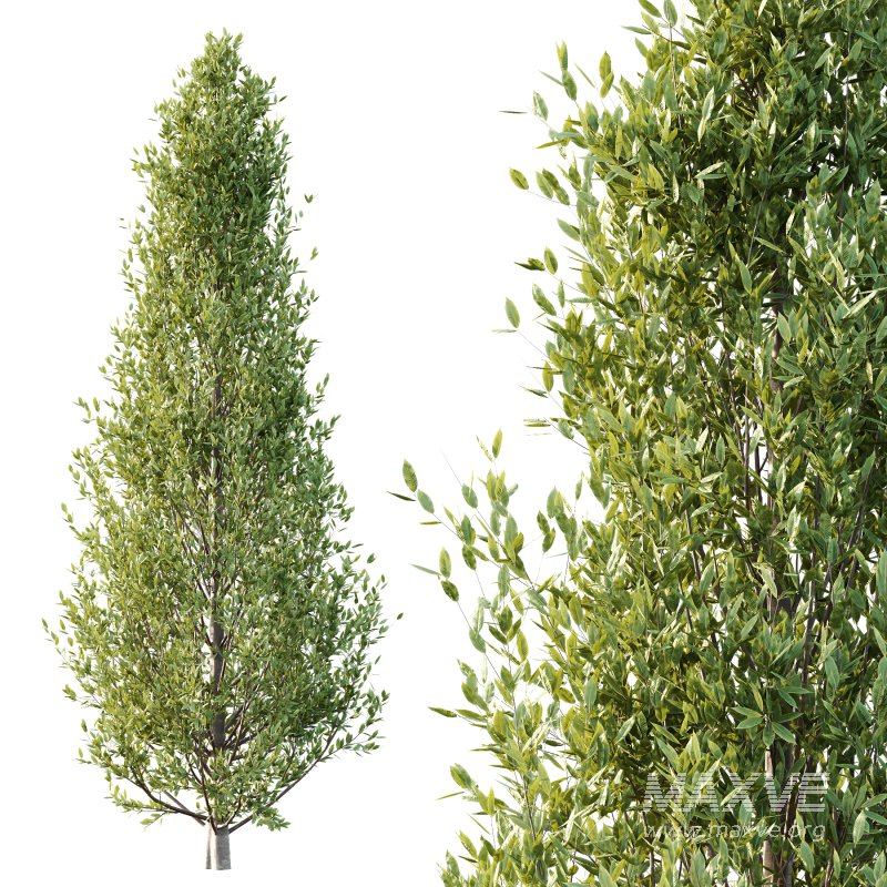 Different Trees 44 - Image 3