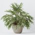 AV Indoor Plants Set 351 Dypsis Palm and Ficus Binnendijki and Ficus Cyathistipula and Elegant Monstera - Thumbnail 11
