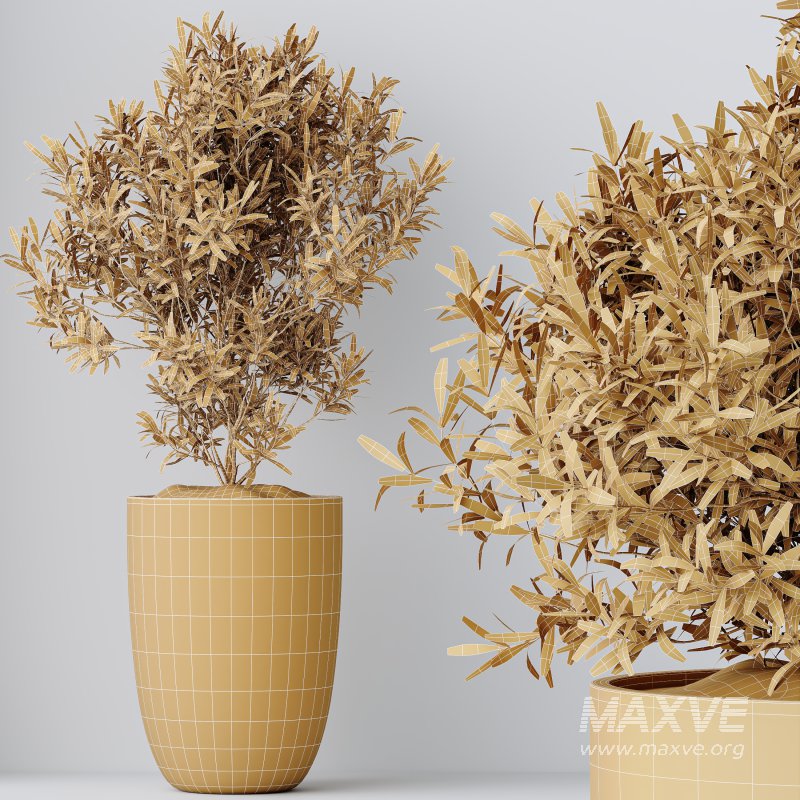 AV Indoor Plants Set 347 Arbequina Olive and Ficus Cyathistipula and Cunjevoi Alocasia and Yucca Palm - Image 13