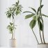 AV Indoor Plants Set 351 Dypsis Palm and Ficus Binnendijki and Ficus Cyathistipula and Elegant Monstera - Thumbnail 6
