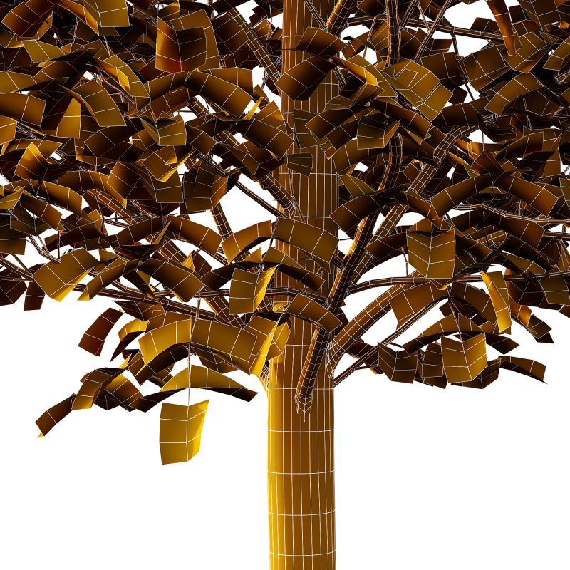 Sycamore Platanus Tree 05 - Image 2