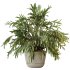 AV Indoor Plants Set 351 Dypsis Palm and Ficus Binnendijki and Ficus Cyathistipula and Elegant Monstera - Thumbnail 3