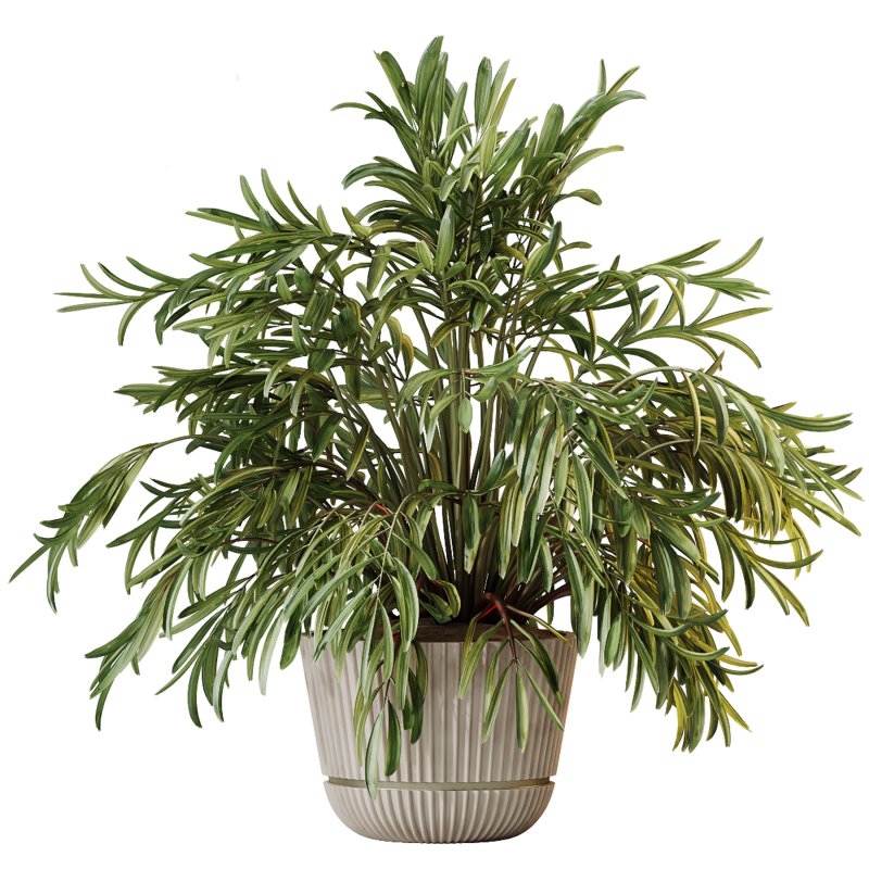 AV Indoor Plants Set 351 Dypsis Palm and Ficus Binnendijki and Ficus Cyathistipula and Elegant Monstera - Image 3