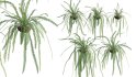 Collection 15 – Interior Plants - Thumbnail 14