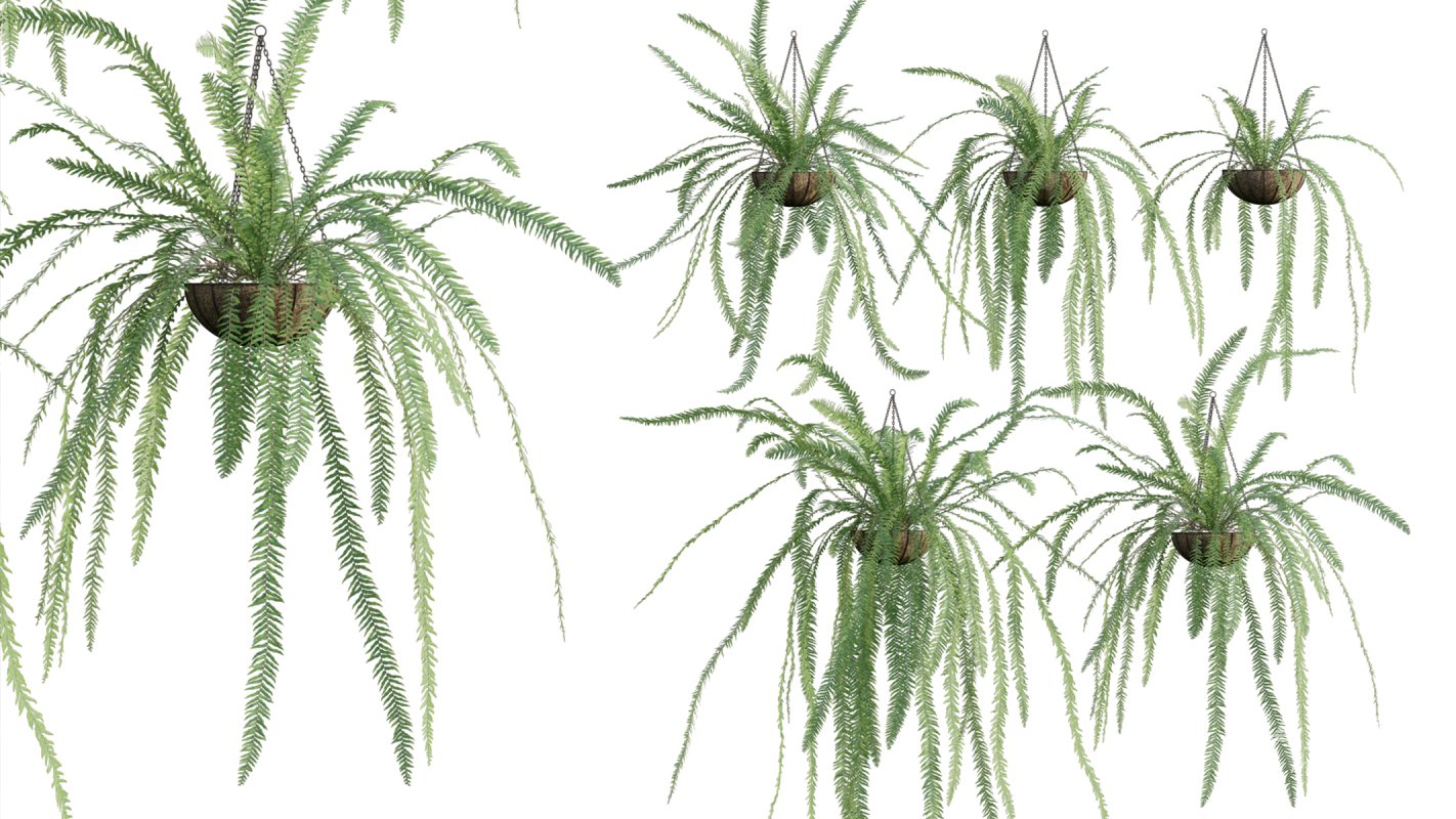 Collection 15 – Interior Plants - Image 14