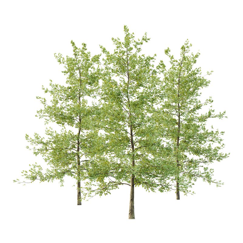 Sycamore Platanus Tree 04 - Image 4