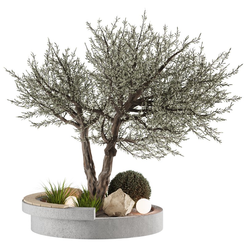 Bohemian Olive Tree Garden - Image 1