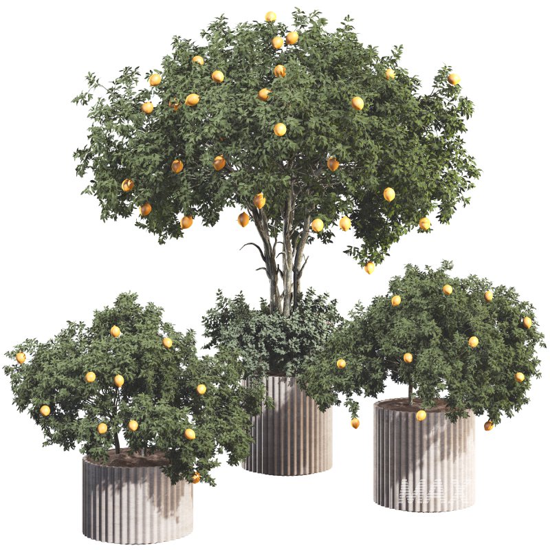 Lemon Tree in Pot Collection - Image 1