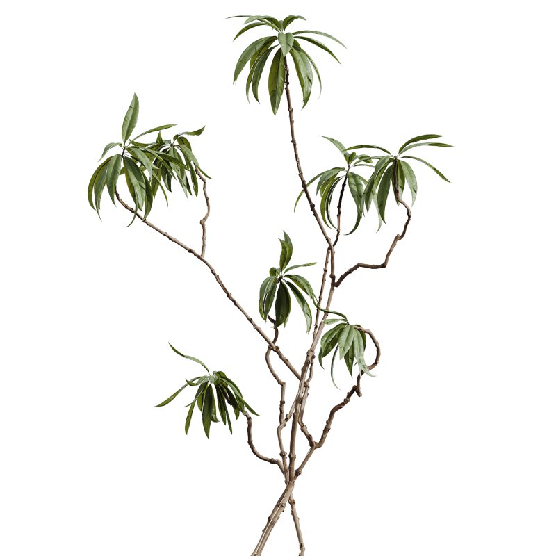 AV Indoor Plants Set 349 Ficus Dracaena Marginata and Olive and Robusta Abidjan - Image 1