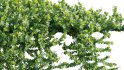 Collection 11 – Ground cover – Vines and Creepers - Thumbnail 22
