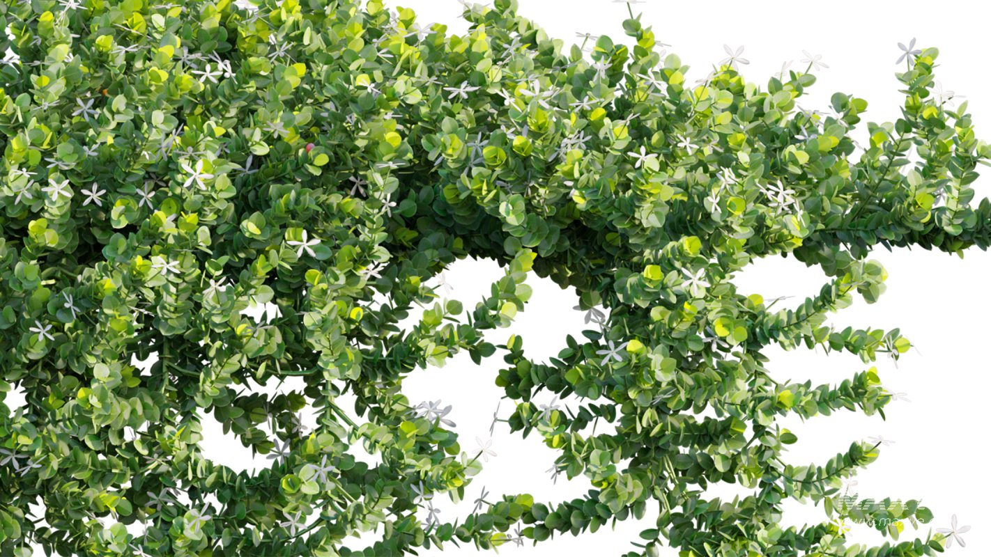 Collection 11 – Ground cover – Vines and Creepers - Image 22