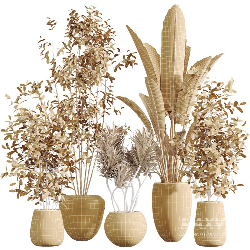 AV Indoor Plants Set 350 Olive Eucalyptus and Banana Nicolai and Yucca and Bonsai Orange - Image 8