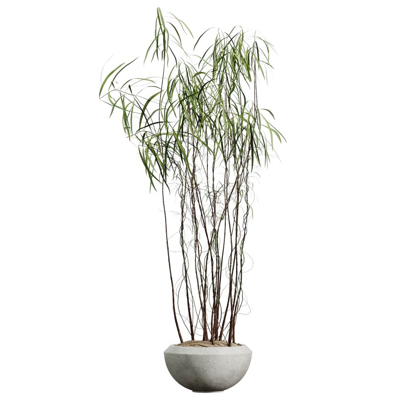AV Indoor Plants Set 331 Ficus Dracaena Marginata and Alnus Glutinosa Alder and Aloe Vera - Image 1
