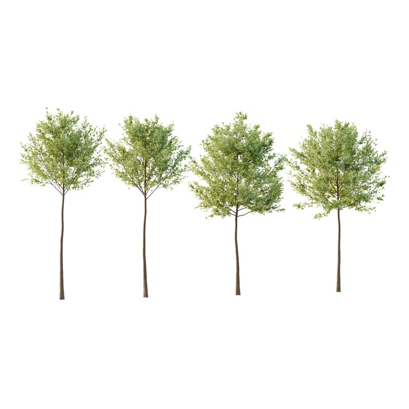 Tilia platyphyllos Tree 04 - Image 4