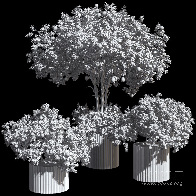 Lemon Tree in Pot Collection - Image 5