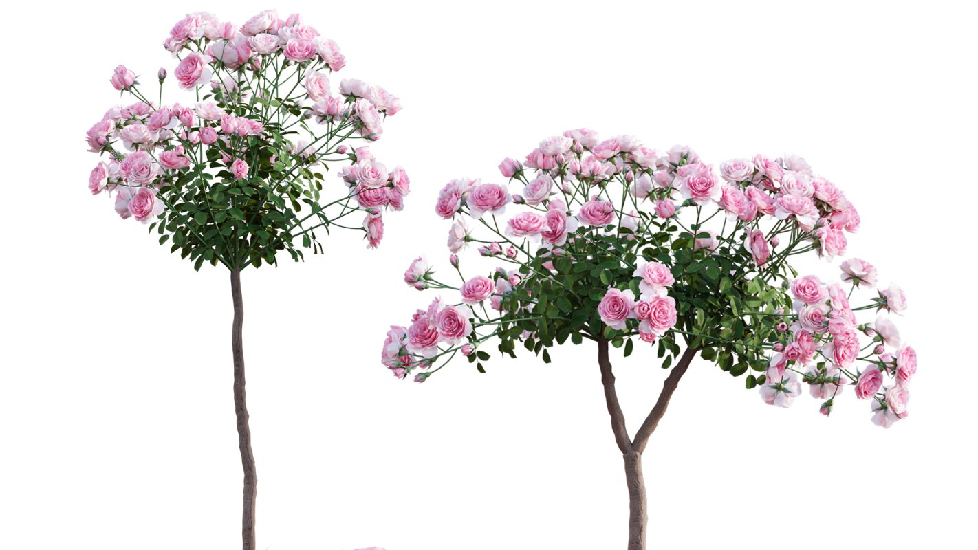 Collection 08 – Rose Garden - Image 9