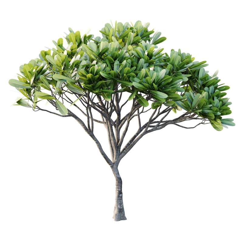 Plumeria Obtusa plant 03 - Image 5