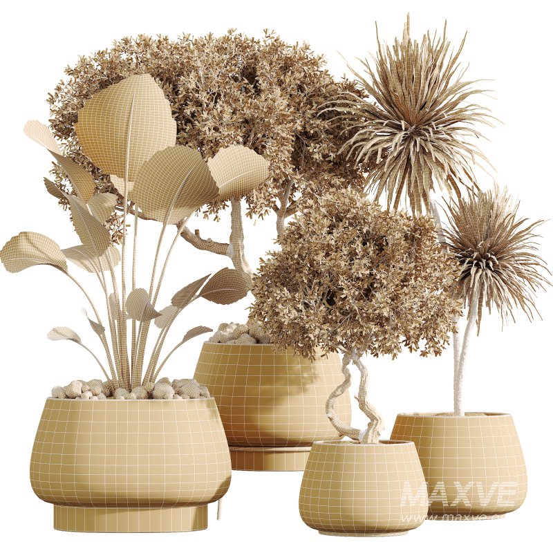 AV Indoor Plants Set 363 Yucca Palm and Banana Nicolai and Arbequina Olive - Image 7